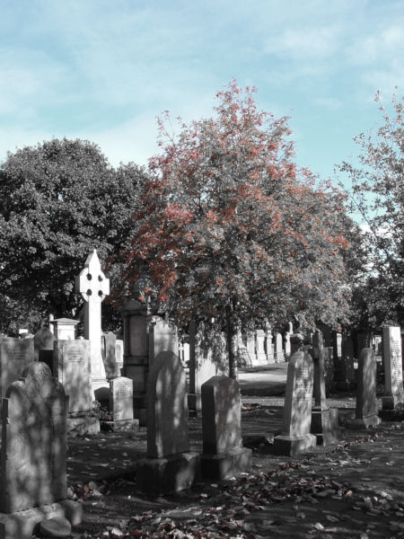 In an Aberdeen Cemetery, Red Berries under a Blue Sky over-looking the Tombs