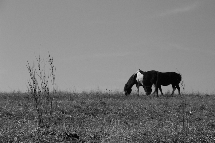 Two horses graze in a Polish field.