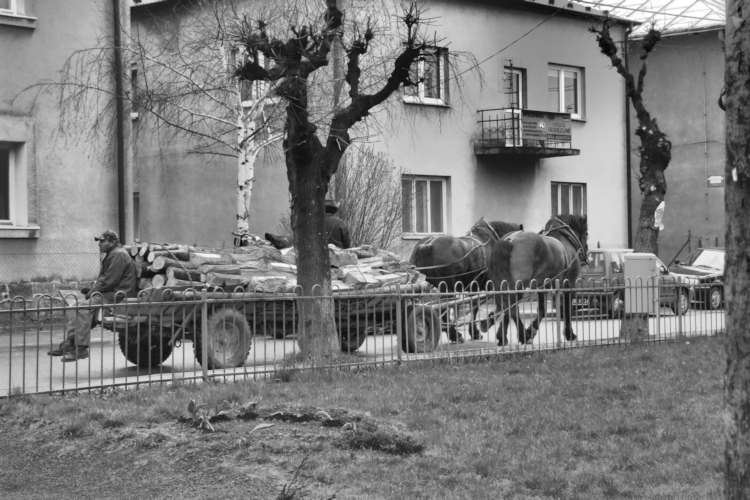 Horses pulling a cartload of logs through Dukla.