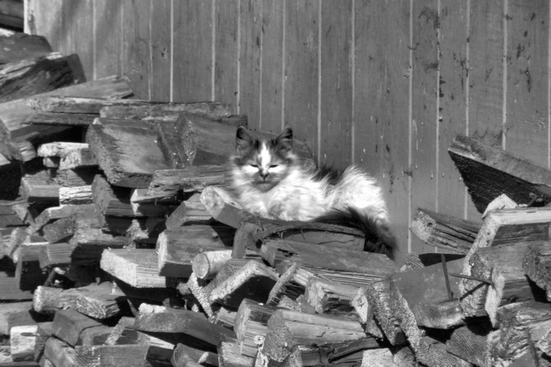 In rural Poland, you will often find stacks of chopped logs lining the walls of houses and out-buildings to use as fuel in the winter; here, a cat lazes in the Spring sun, taking advantage of the woodpile.