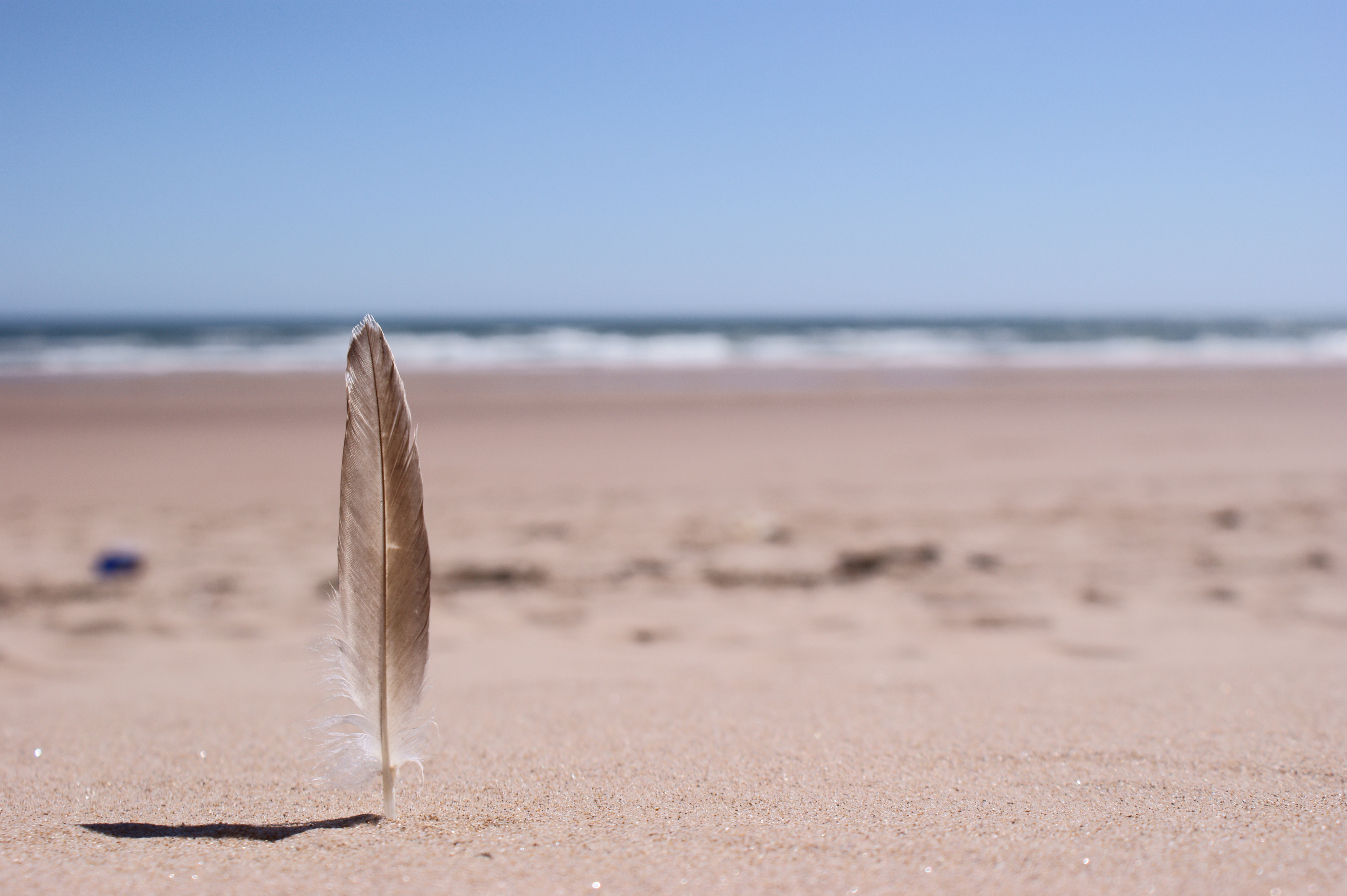 Photograph: Beach Feather