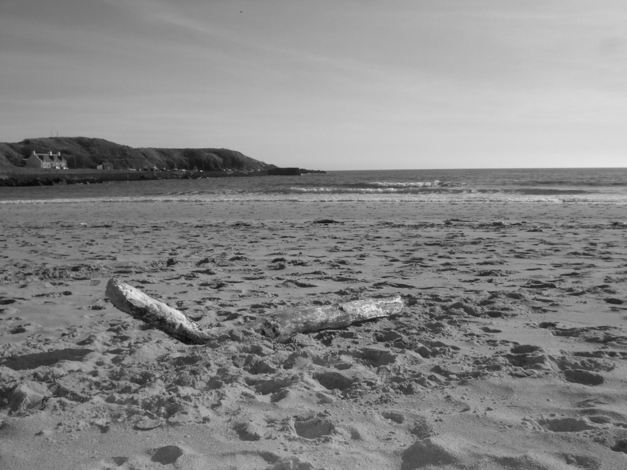Photograph: Beach Log