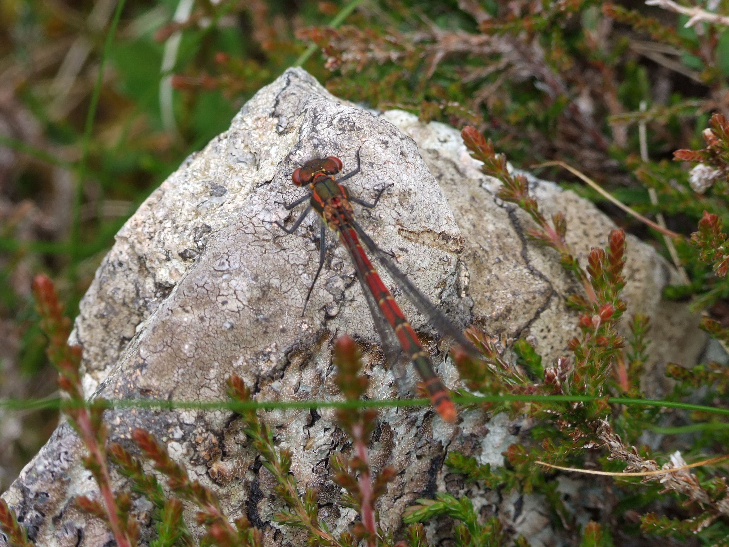 Photograph: Dragonfly