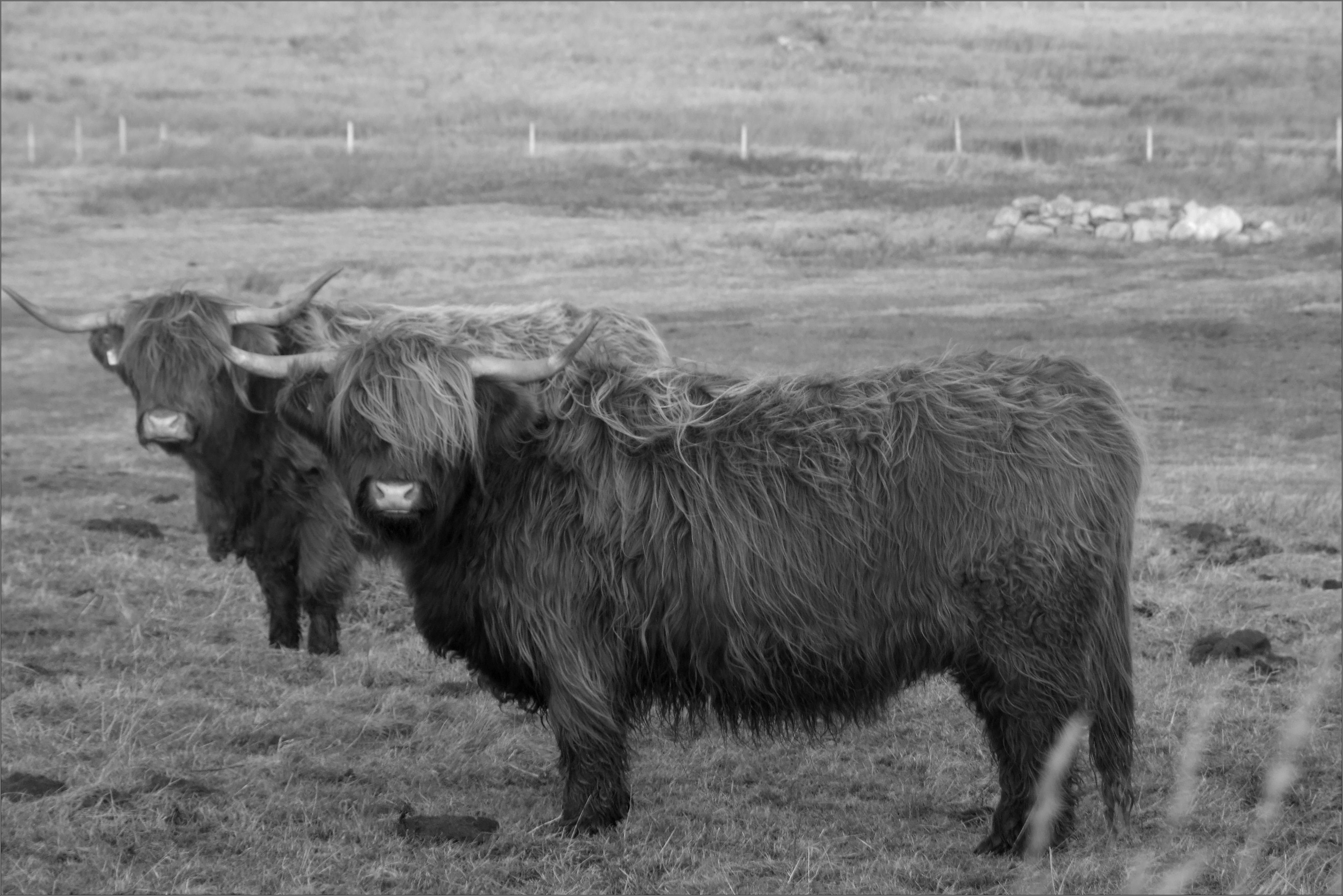 Photograph: Highland Cattle