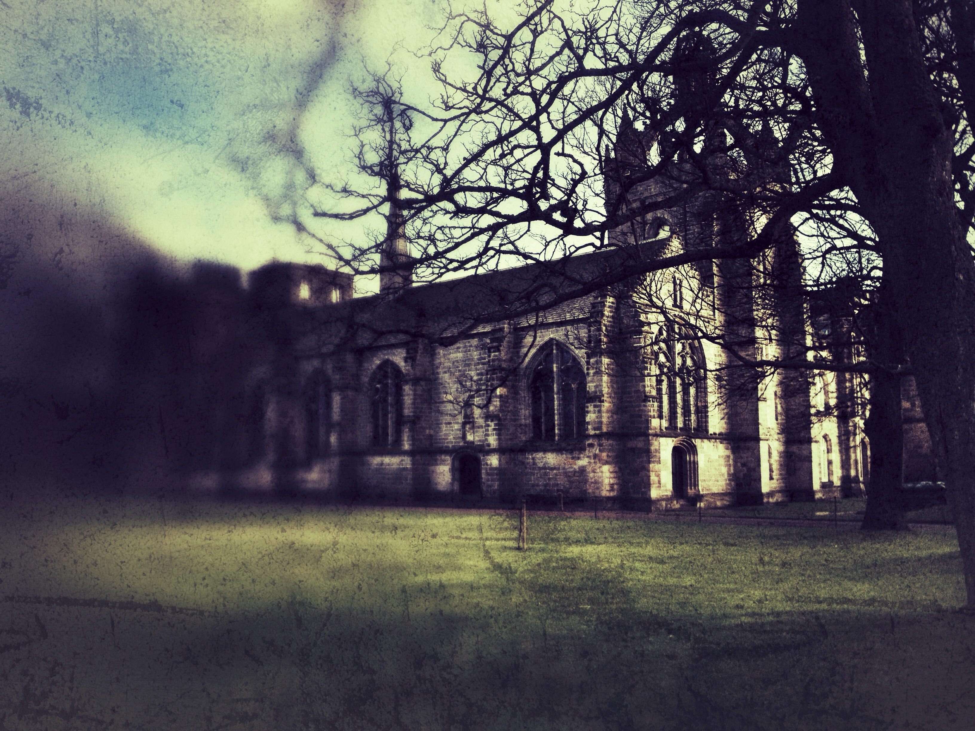 Photograph: Kings College Tree