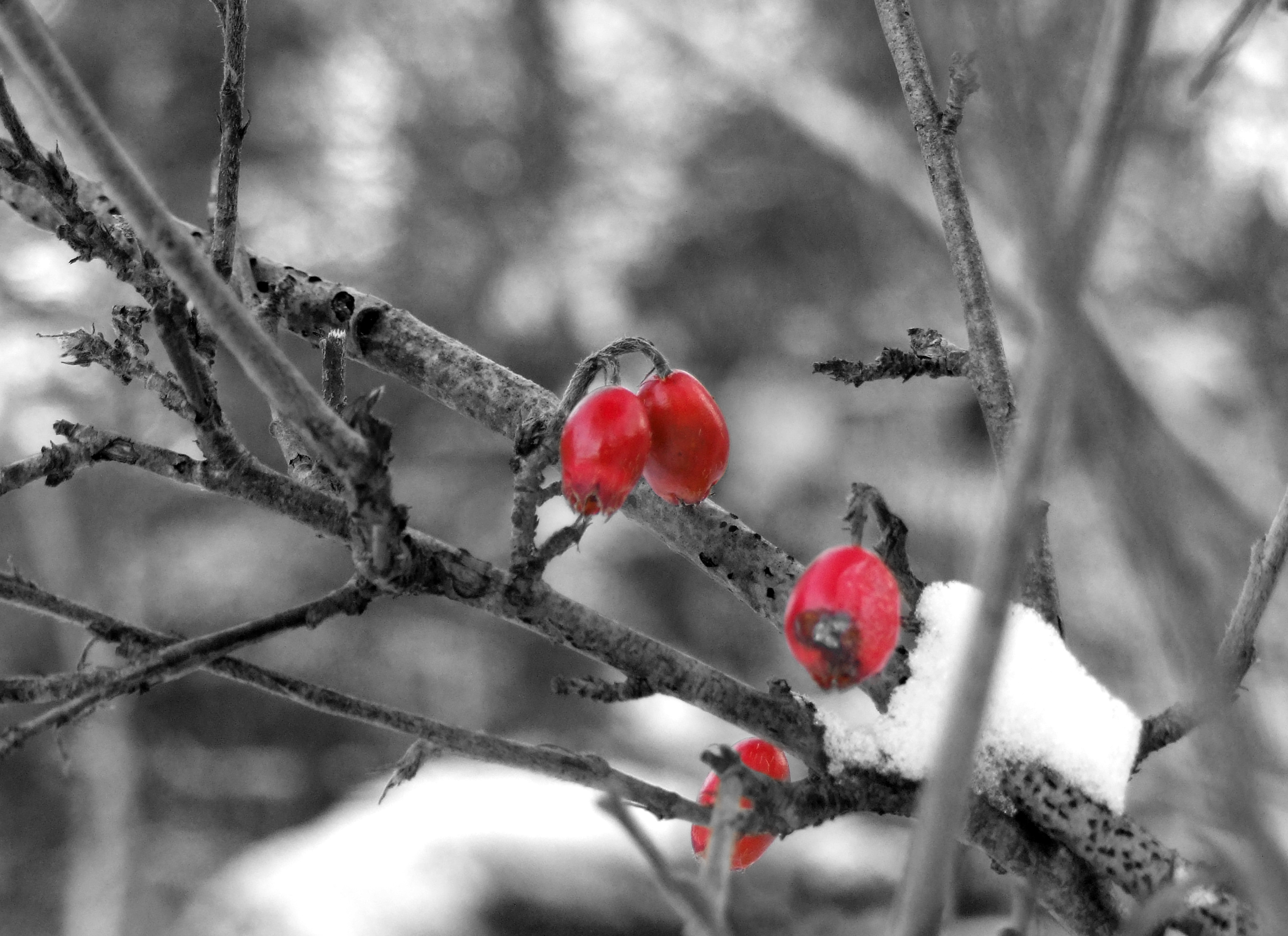 Photograph: Red Berries
