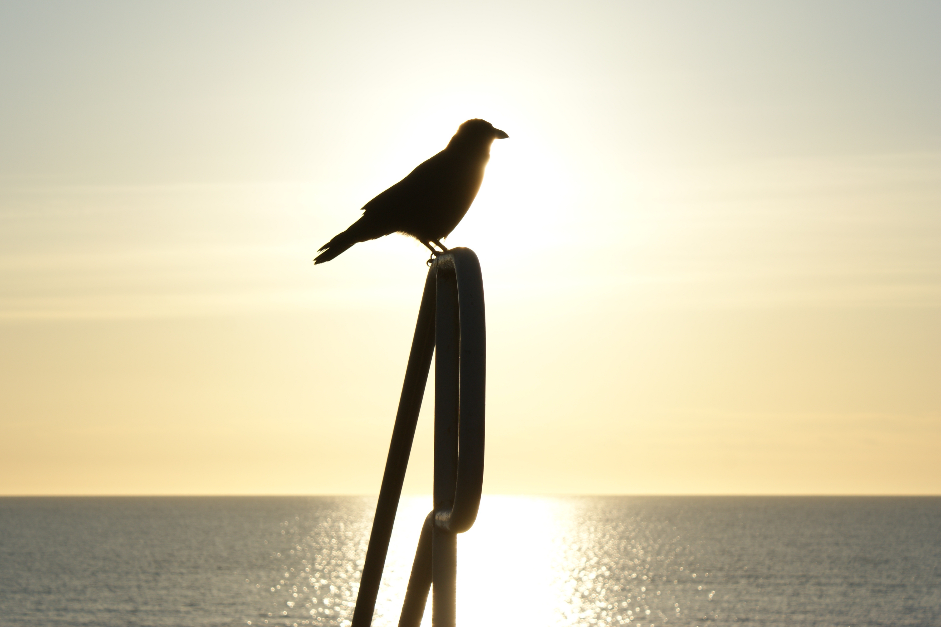 Photograph: Sunrise Crow Silhouette