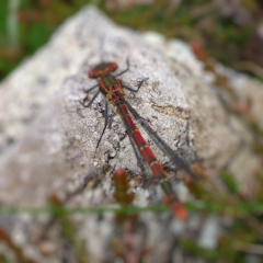 Photograph ofDragonfly