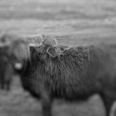 Photograph ofHighland_Cattle