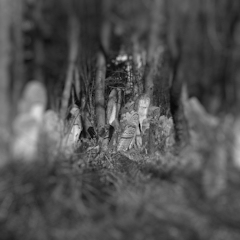 Photograph ofJewish_Cemetery