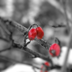 Photograph ofRed_Berries