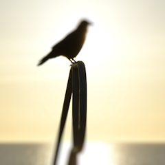 Photograph ofSunrise_Crow_Silhouette