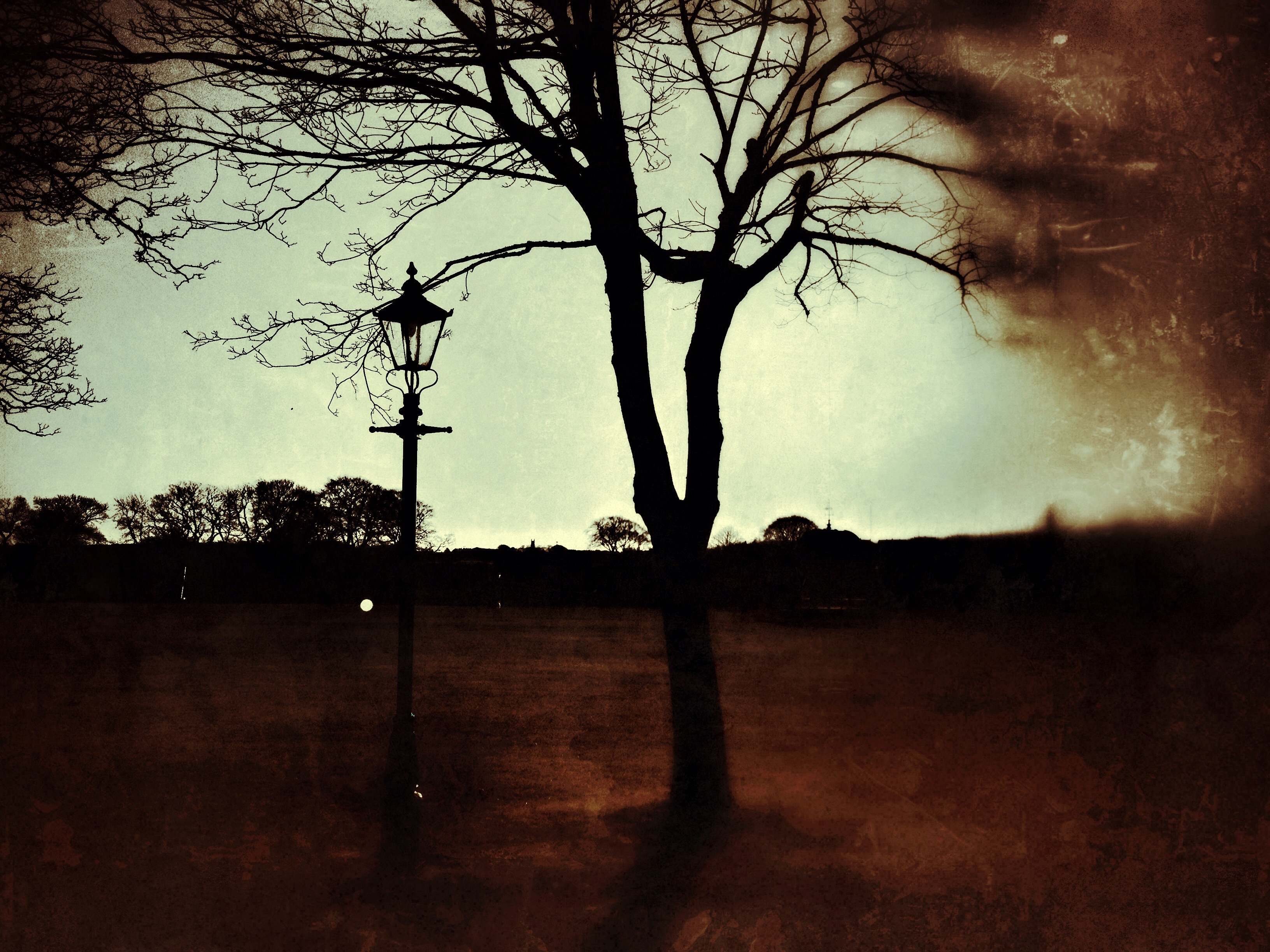 Photograph: Tree