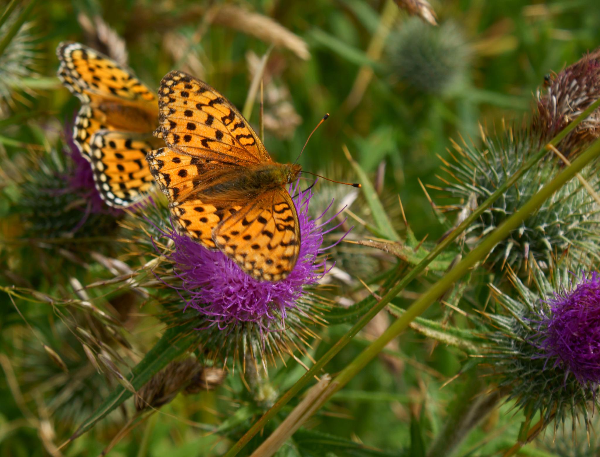 Photograph: Twins On Thistles