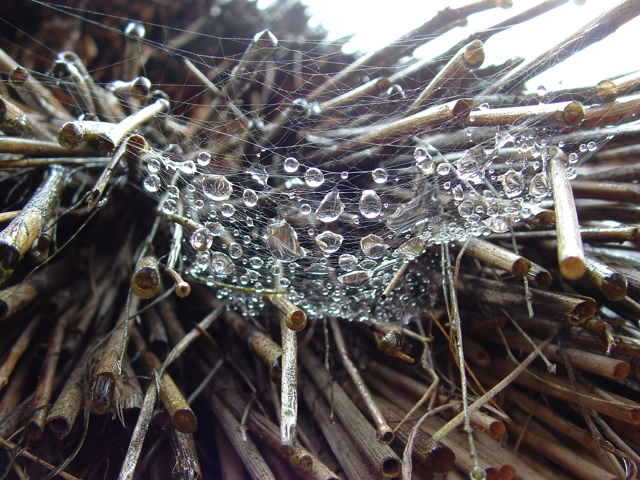 Photograph: Water Web